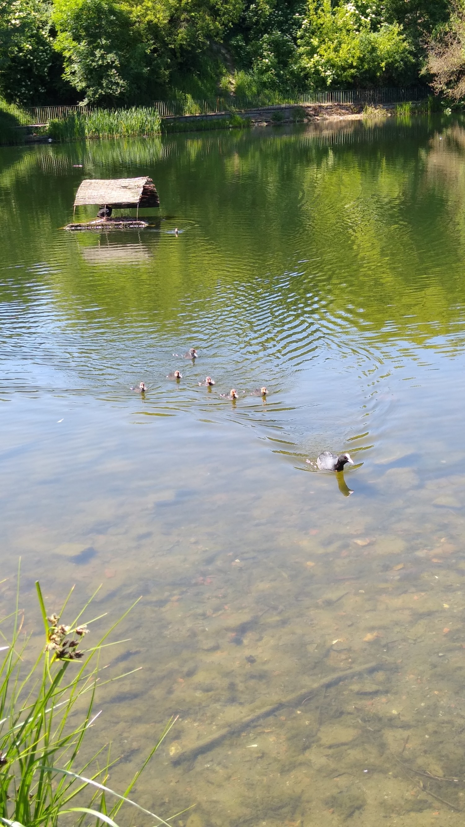 livebirdspoland_bfcd070c346767e72eabfec84271f43e.jpg