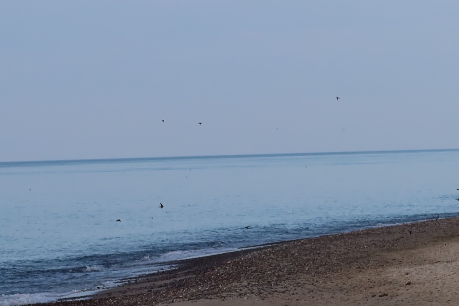 livebirdspoland_1b9f301004517d303e365f69dc478c02.jpg