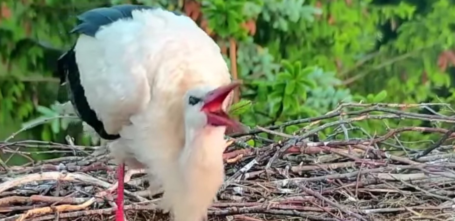 livebirdspoland_60fa5cdbe5499eda773d608b31762465.jpg