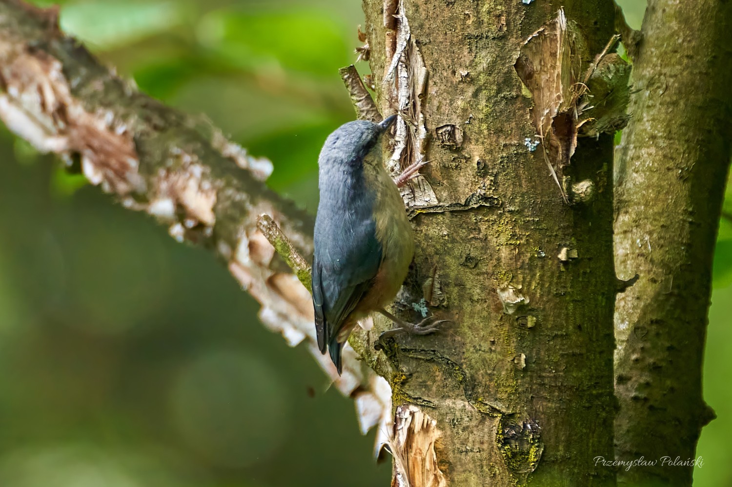 livebirdspoland_8d55dc8ba344fad461d022f03751744f.jpg