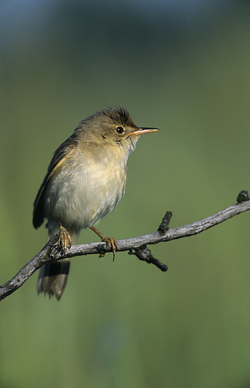 livebirdspoland_bad7c58229f1a532f1b8181e30a45e33.png