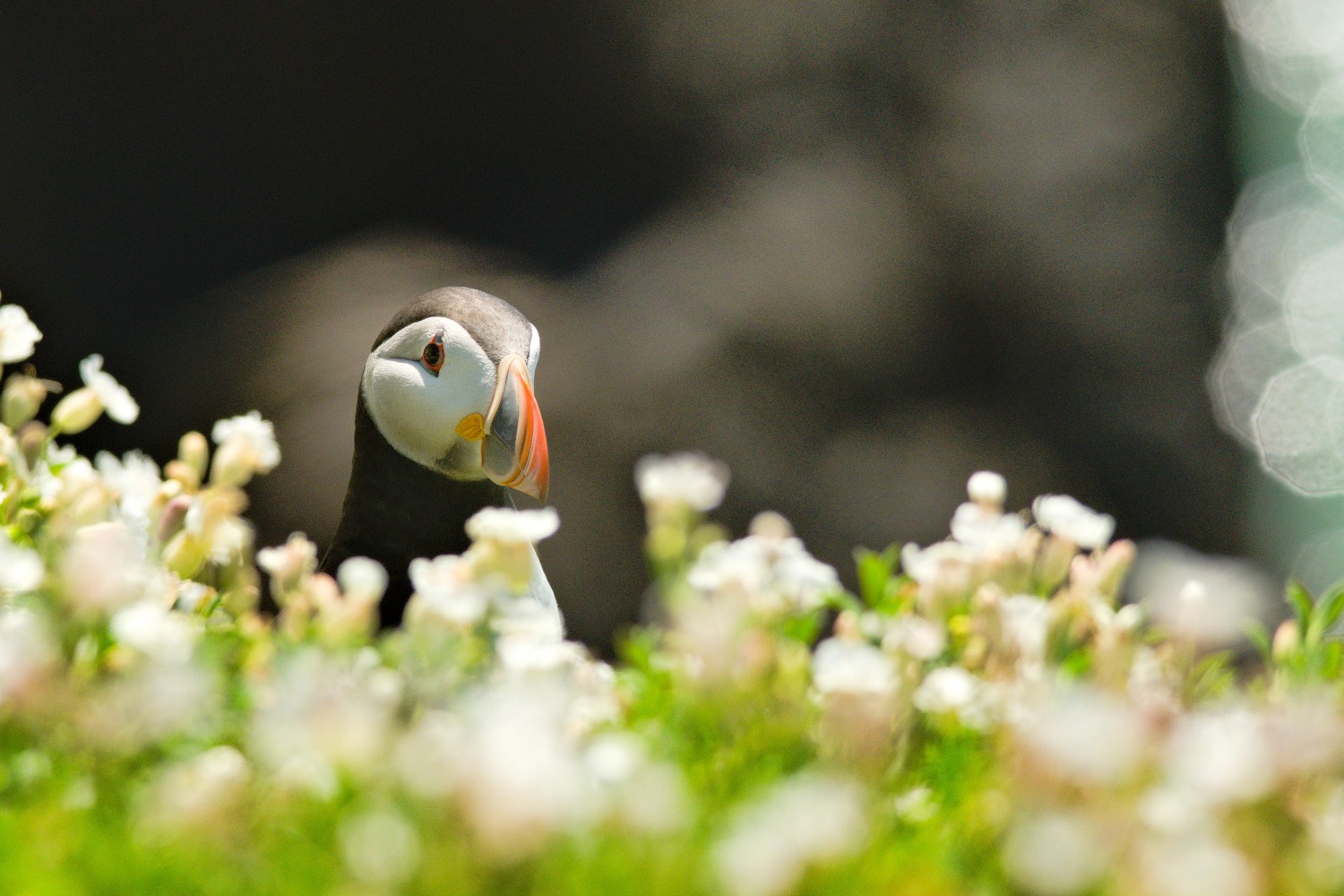 livebirdspoland_955c9223154a4f5b97da915f8873bfc2.jpg