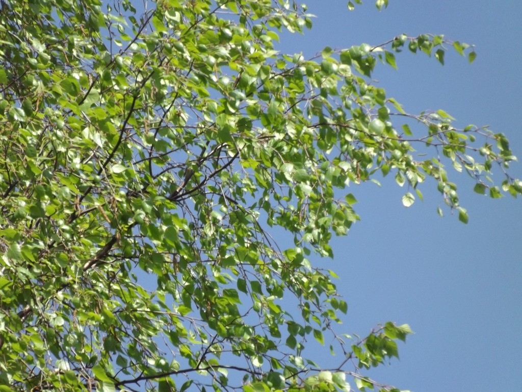 livebirdspoland_41c95f6715ae0fc34e41dcc693852597.jpg