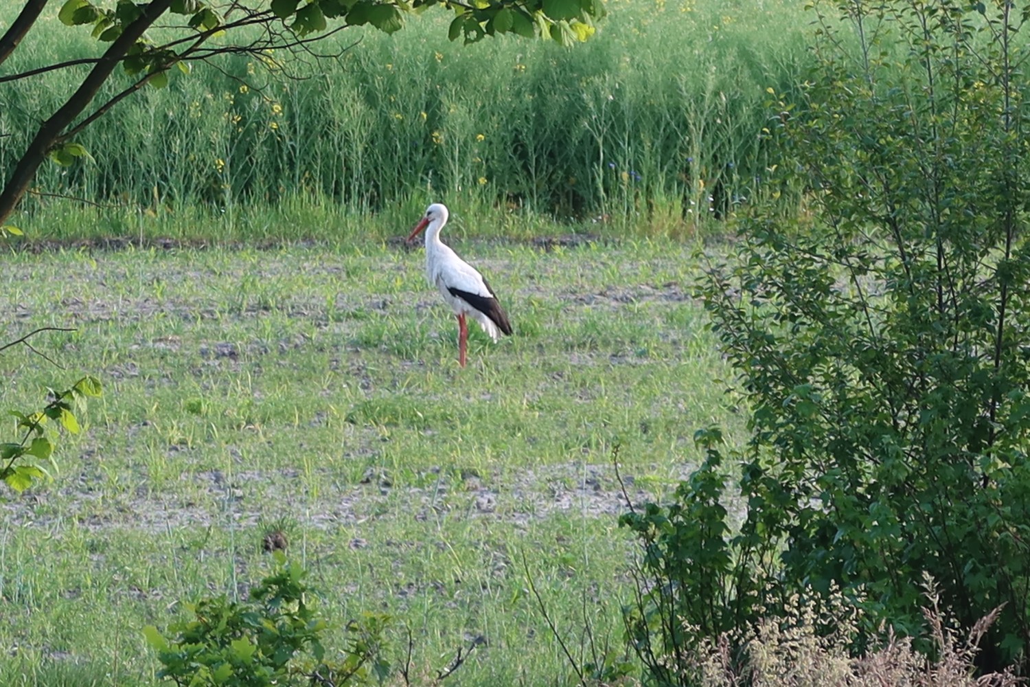 livebirdspoland_da5642e32b3ddecba2e762a8aa3f71d0.jpg