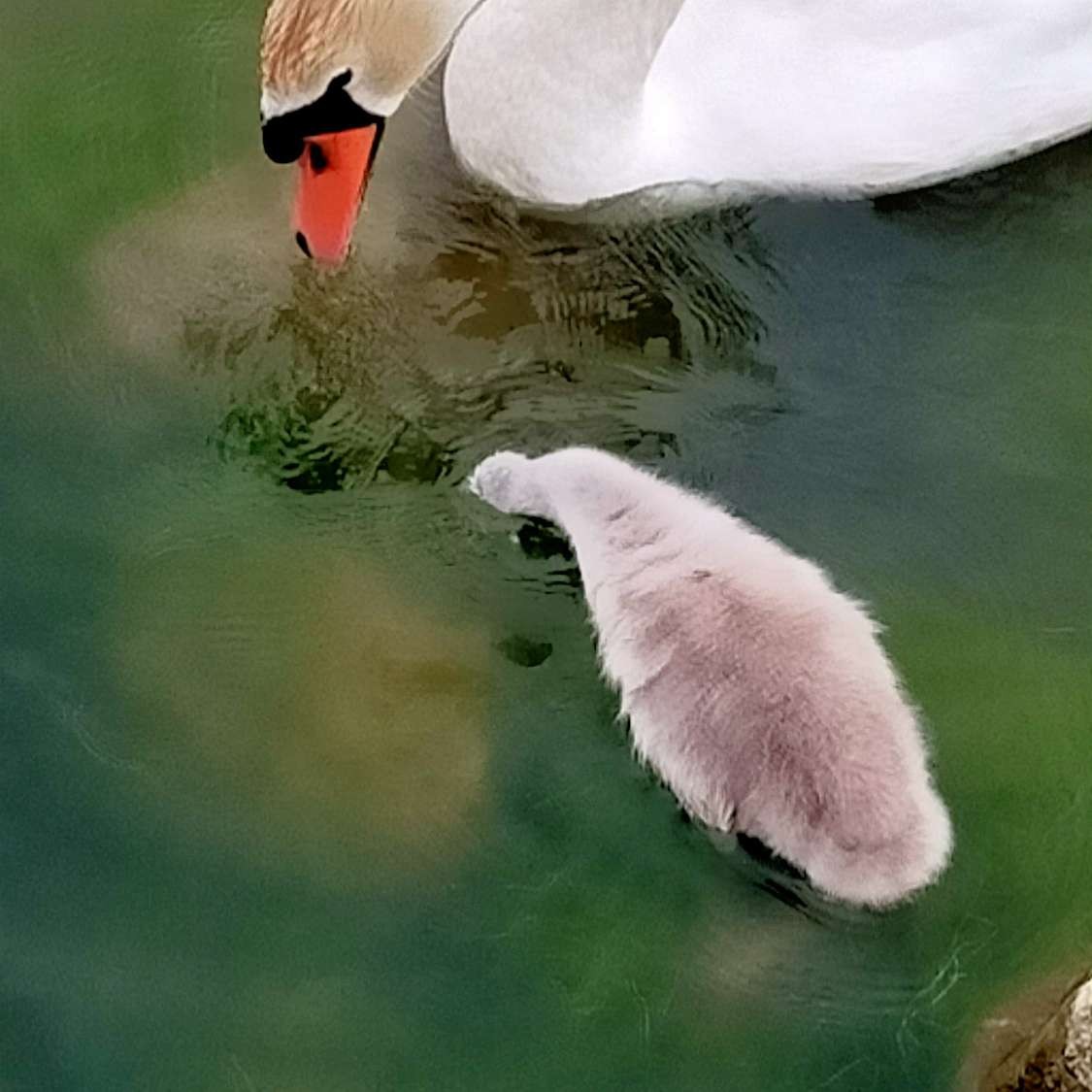 livebirdspoland_3f57cc5d47e8b7ad8fa5be0efdca4e6c.jpg