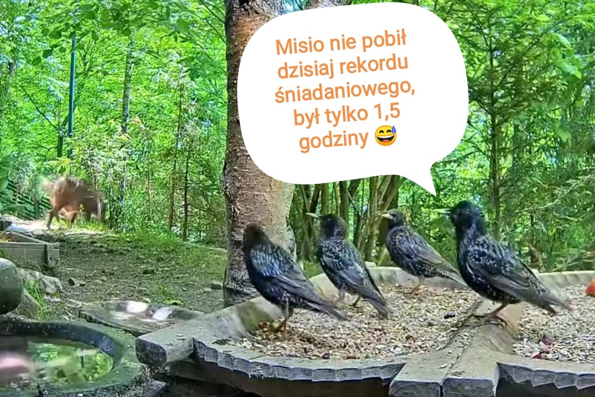 livebirdspoland_731d0b31f83ca241c44f4b77d19734cd.jpg