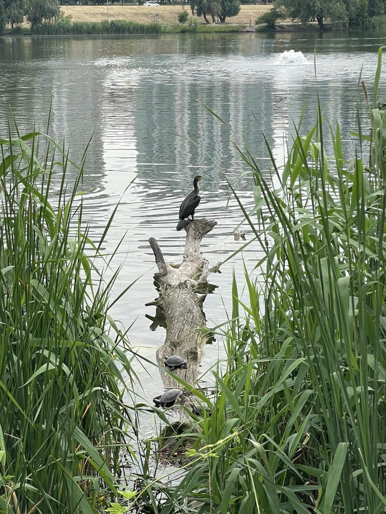 livebirdspoland_ab329d7e823d5f37a70551c31a006752.jpg