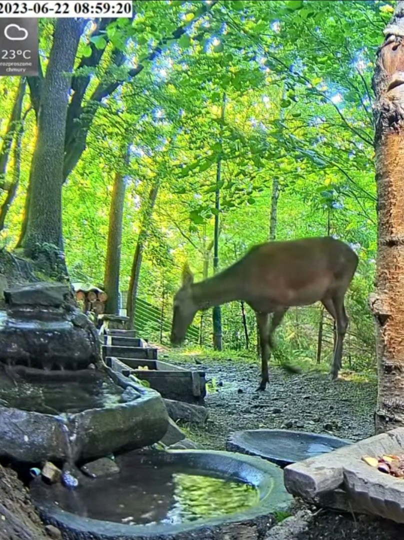 livebirdspoland_59a701e3263c5e28d41d7b705a9f1f12.jpg