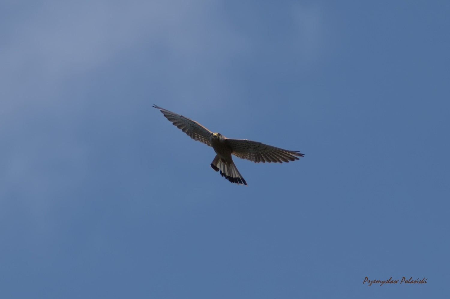livebirdspoland_218f7409d08a133122d434b1d0247778.jpg