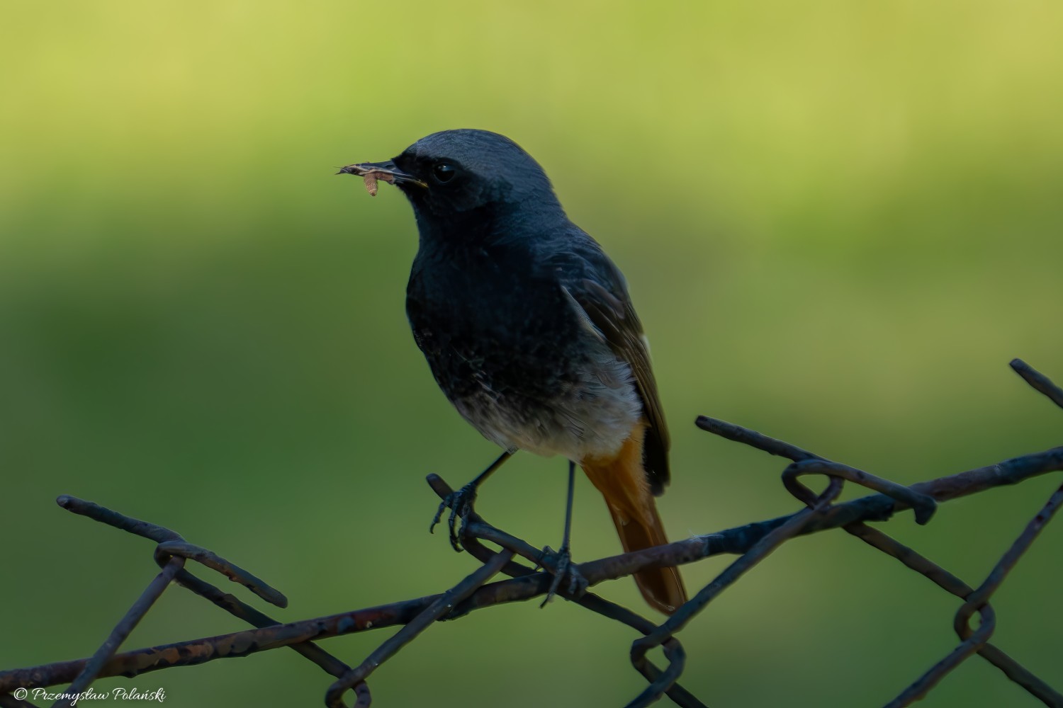 livebirdspoland_baed2d842a87563287706db030635fa8.jpg