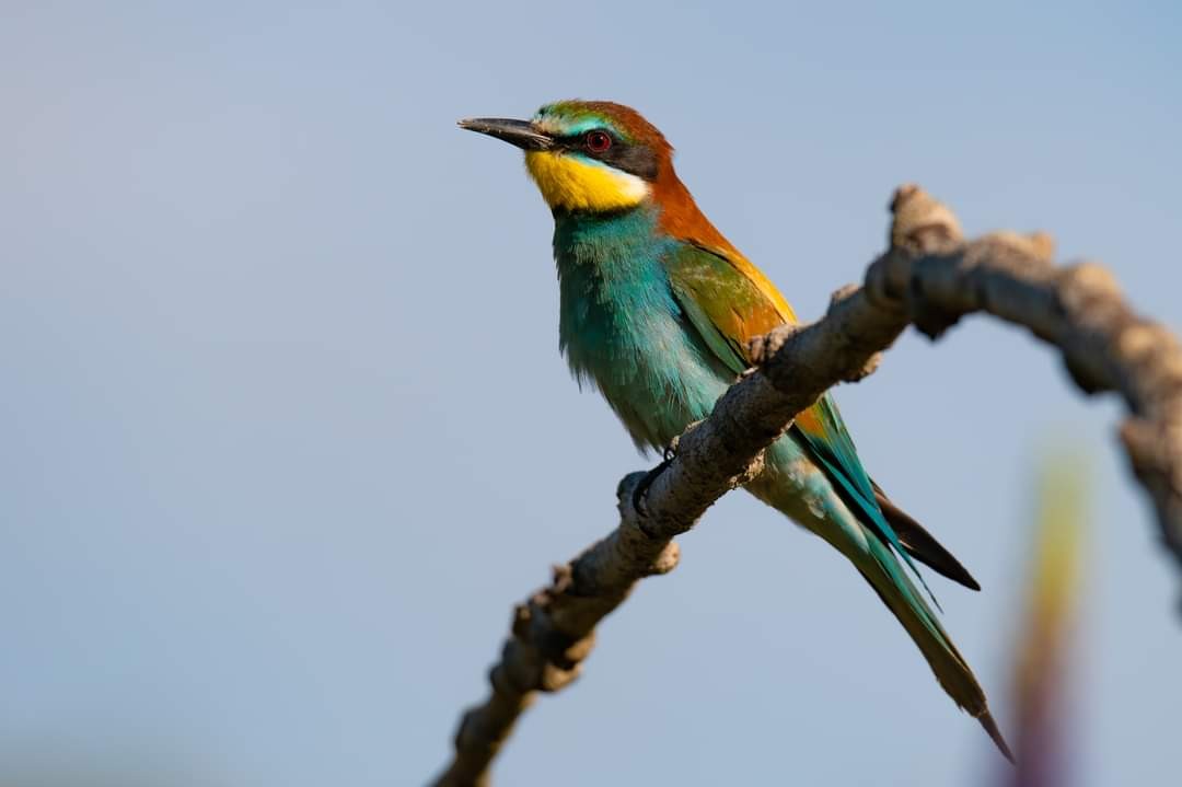 livebirdspoland_bbd9489a457a7f75e53a4bd5cb583cfd.jpg