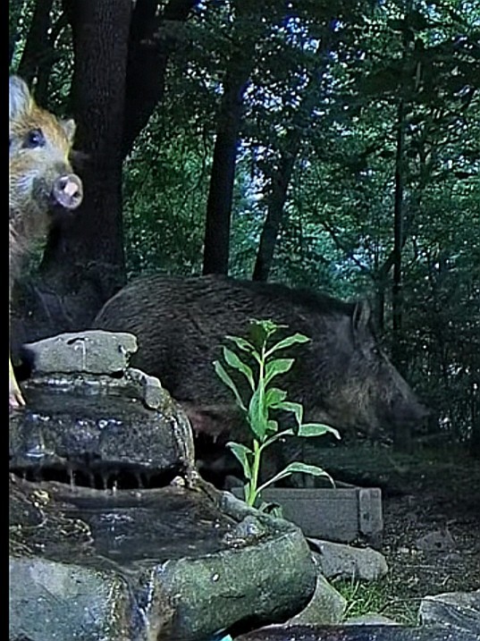 livebirdspoland_3dabbbea2ce8700bf01f87d472137831.jpg