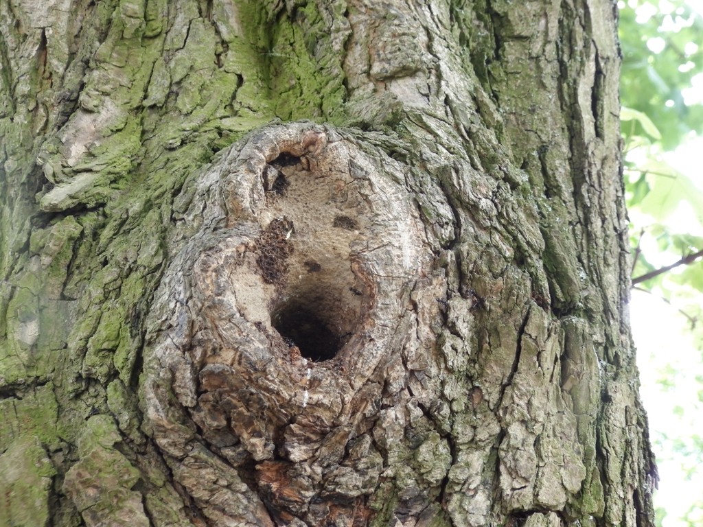 livebirdspoland_a6f6162d960420a8afb0b045ace0bdb0.jpg