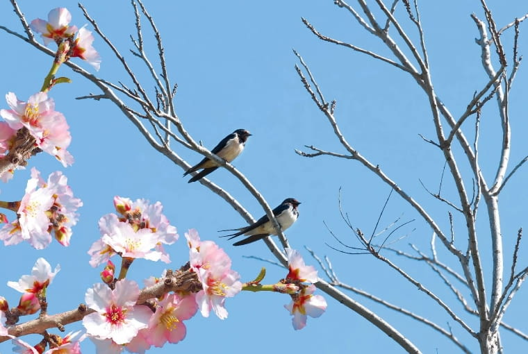 livebirdspoland_9c3ef517854b5699d8f25ad45cb831e2.png