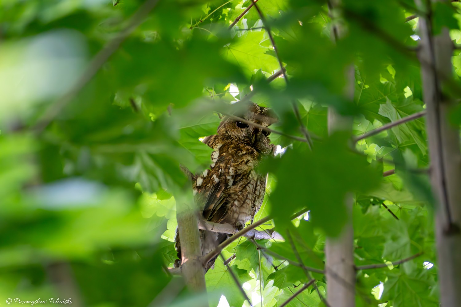 livebirdspoland_dd50d2821f838e52c9dfd0af071a068d.jpg