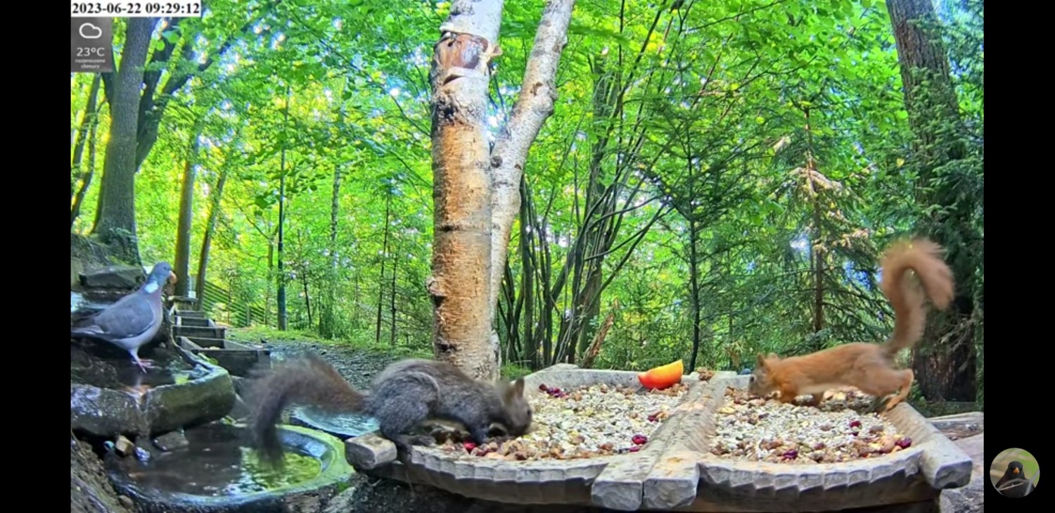 livebirdspoland_4944e508f0758c855d01b8c2e0d86a5b.jpg