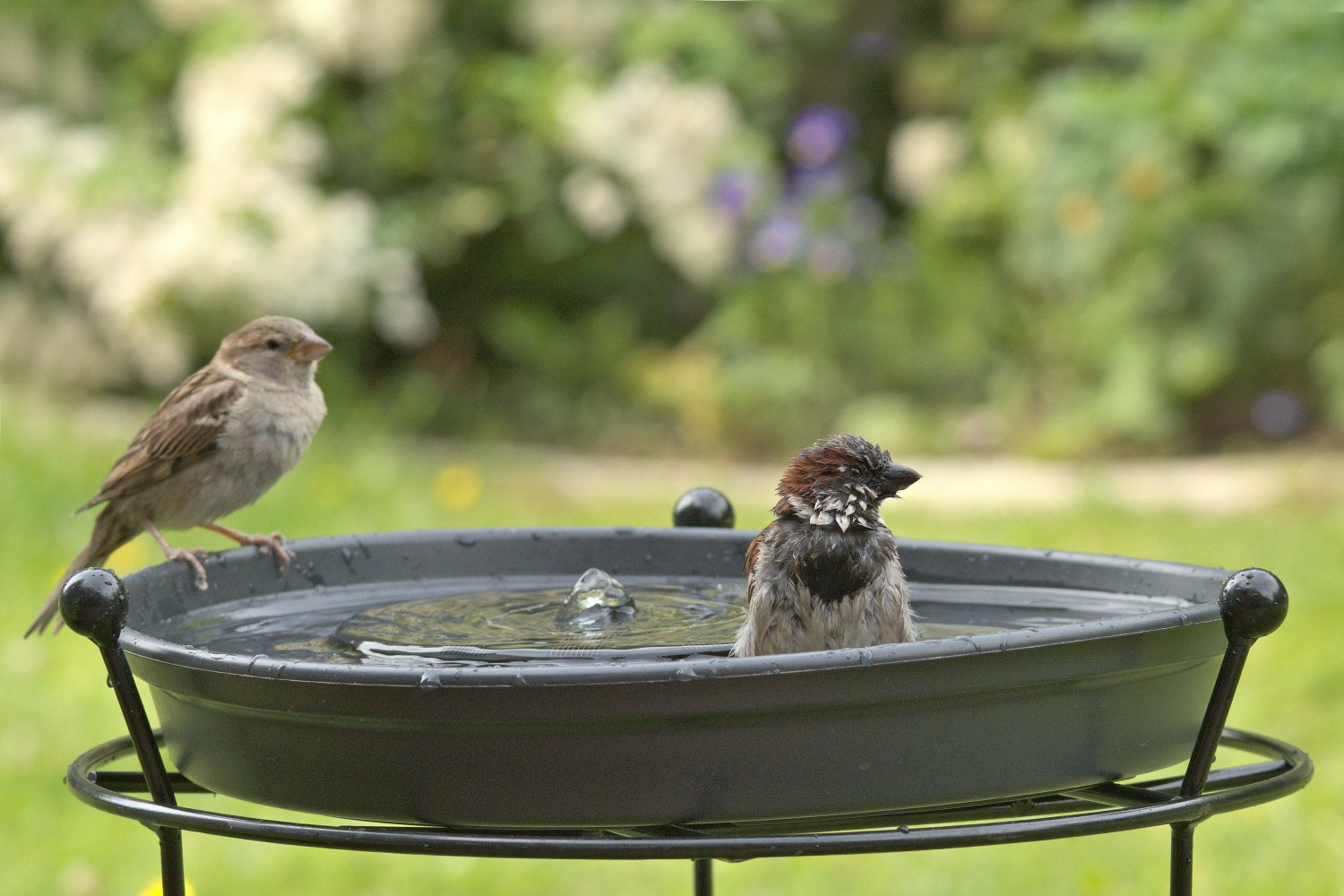 livebirdspoland_c3a54daf8e9db5929ec742623baf9da7.jpg