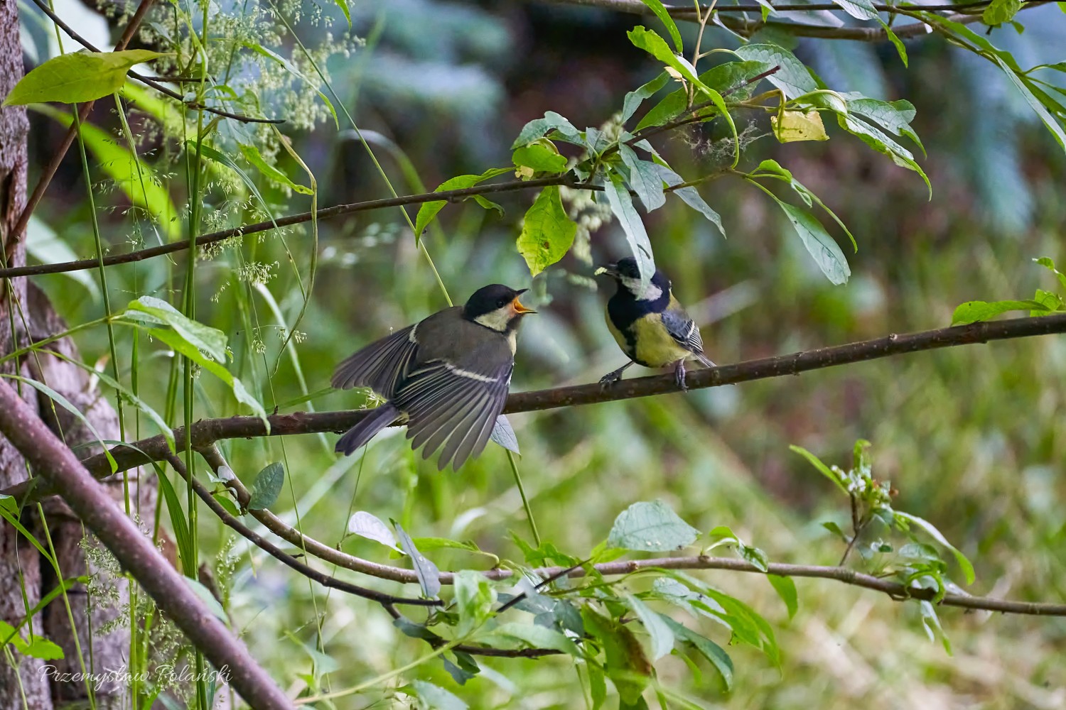 livebirdspoland_549958663dd3aeb409e9a181012b7ce6.jpg