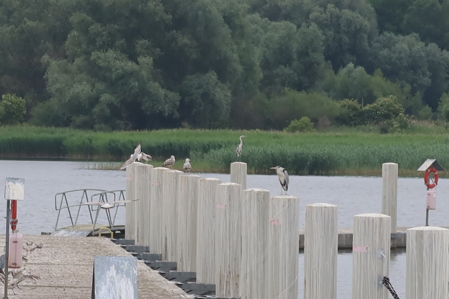 livebirdspoland_5285d1d3ca4ee5e5aa2c93ce5087deb5.jpg