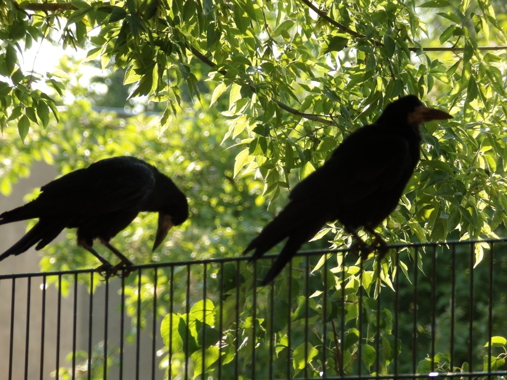 livebirdspoland_ac6c52e561ec555fc46dbdacff6430c8.jpg