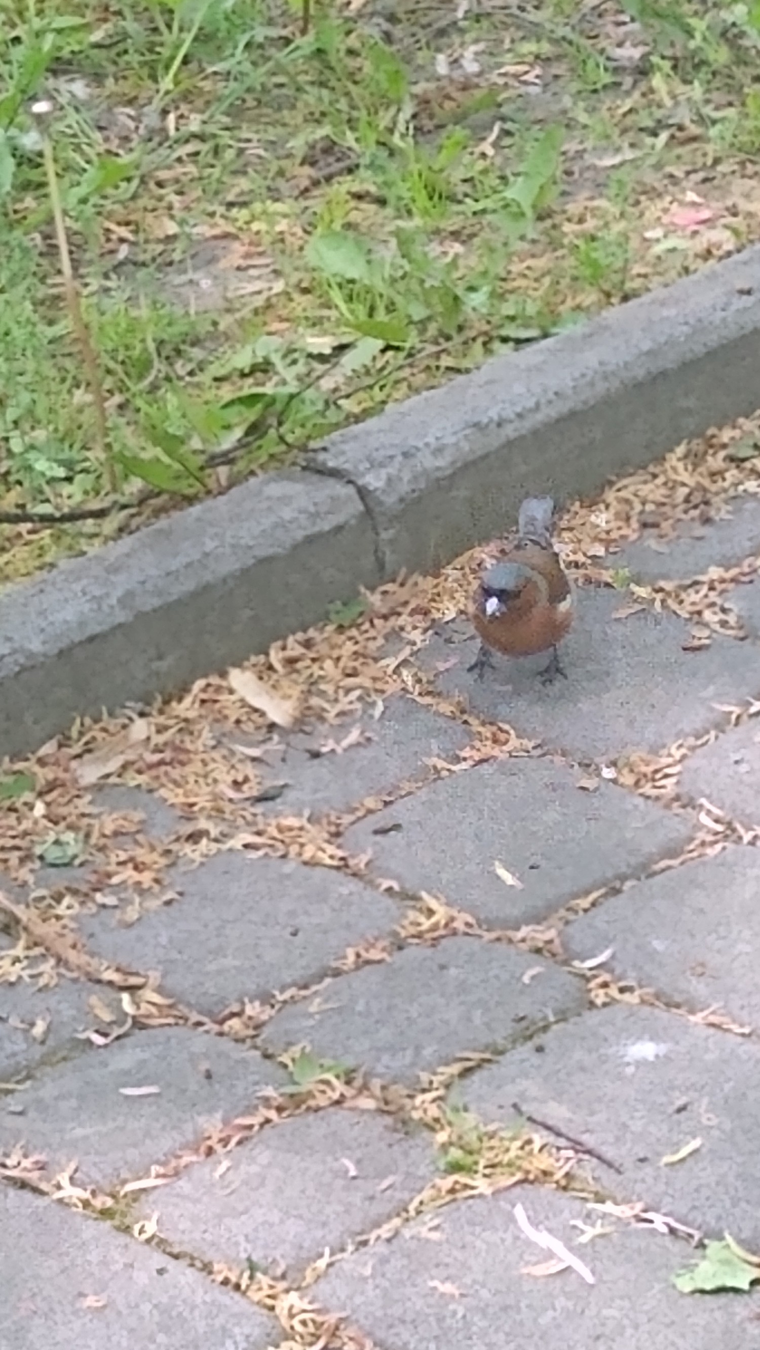 livebirdspoland_b783296777c9e00c46242a692303e61f.jpg