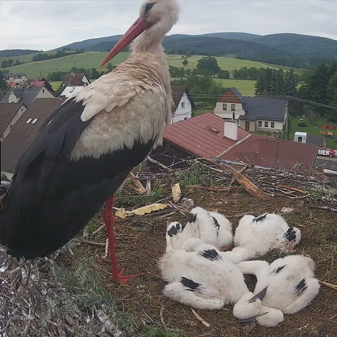 livebirdspoland_20cbcfac25e21f9275d5eb6f0dcbf010.jpg