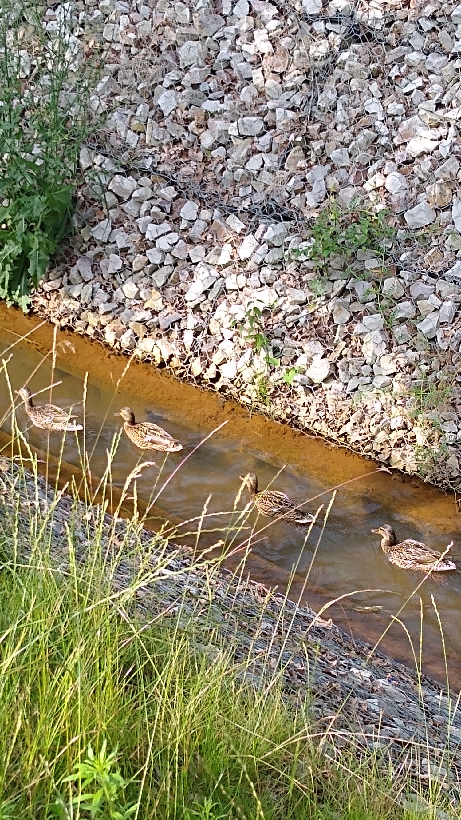 livebirdspoland_9aff3c76c0014e2eb5ceb3a7954be970.jpg