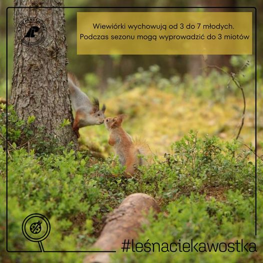livebirdspoland_952a61b684fe1e5913b2ce5695eda932.png