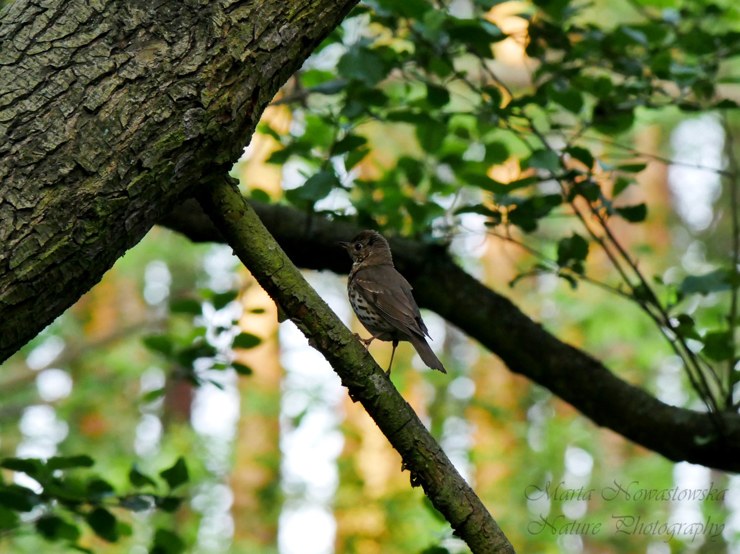 livebirdspoland_b881105b86615f05c521c81ca3a5f076.jpg