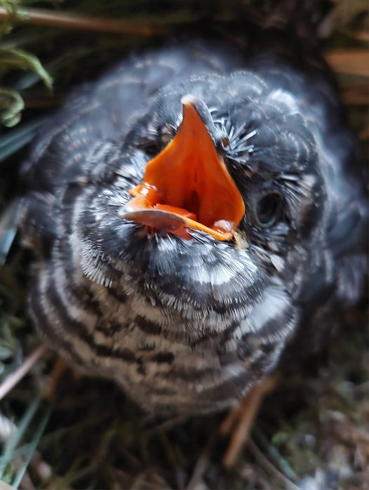 livebirdspoland_88a1098d573cf43deaca03a26125d9ae.png