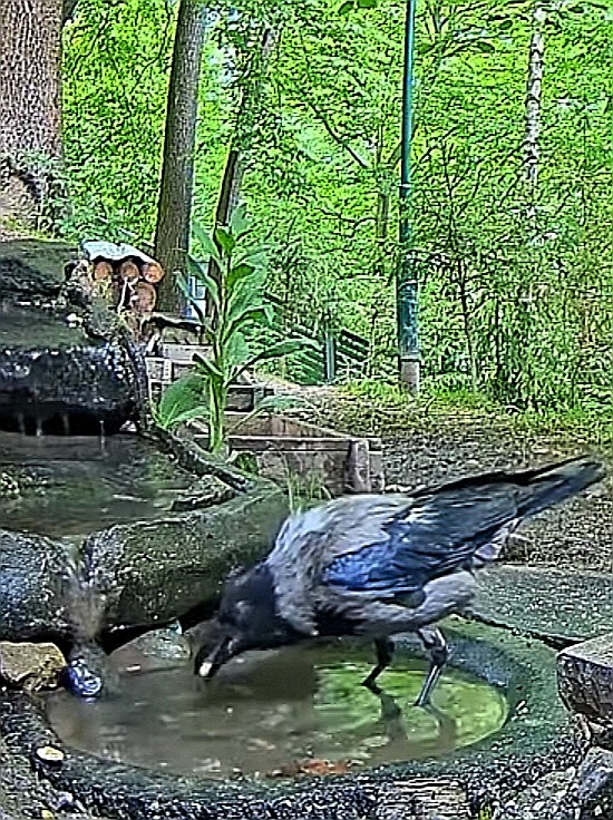 livebirdspoland_311bd8a8773b32beb12ee185eadfccee.jpg