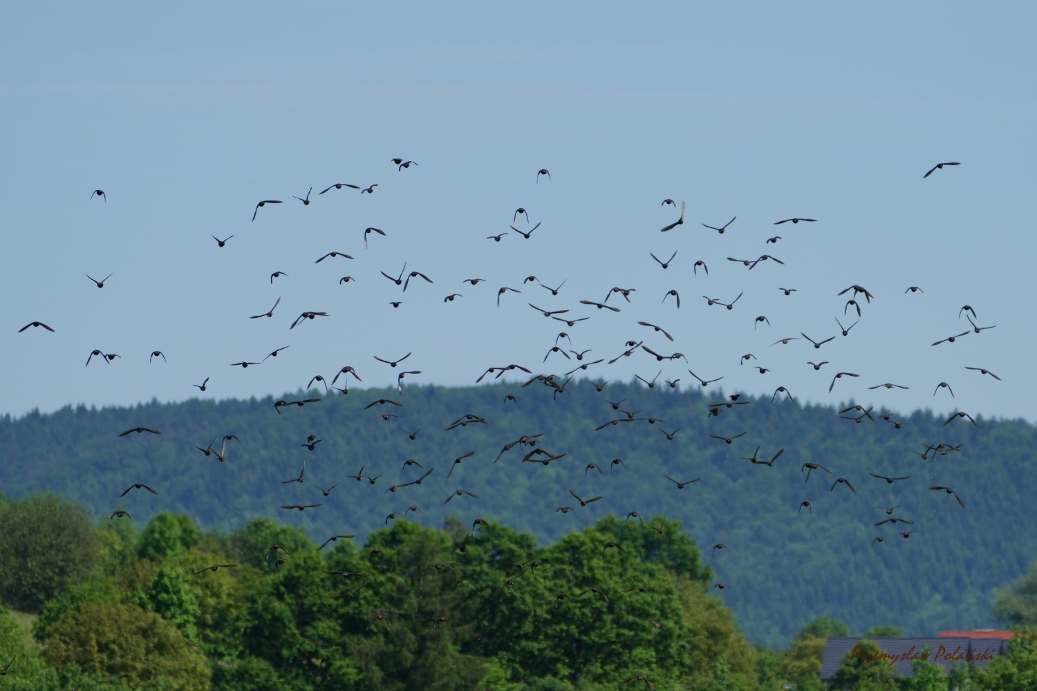 livebirdspoland_5a94373e869a5d6e10aa0dcbf0d56e85.jpg