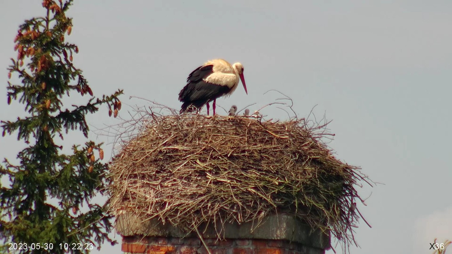 livebirdspoland_6613f6510c88d59e297896ea156f6464.jpg