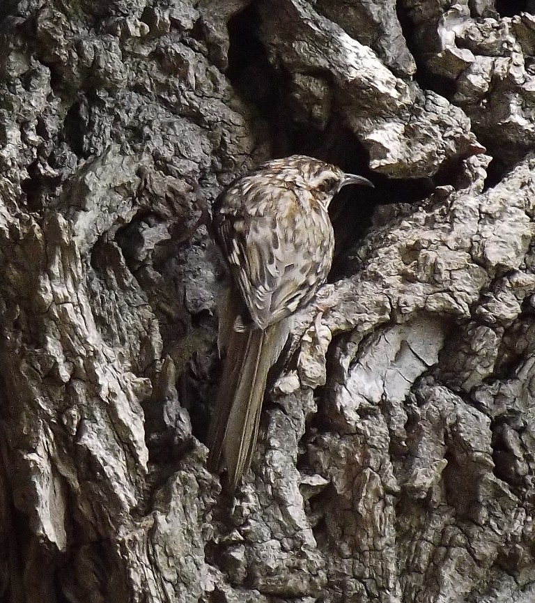 livebirdspoland_dff85d75f3069fd9f45f7bc9a4651d8d.jpg