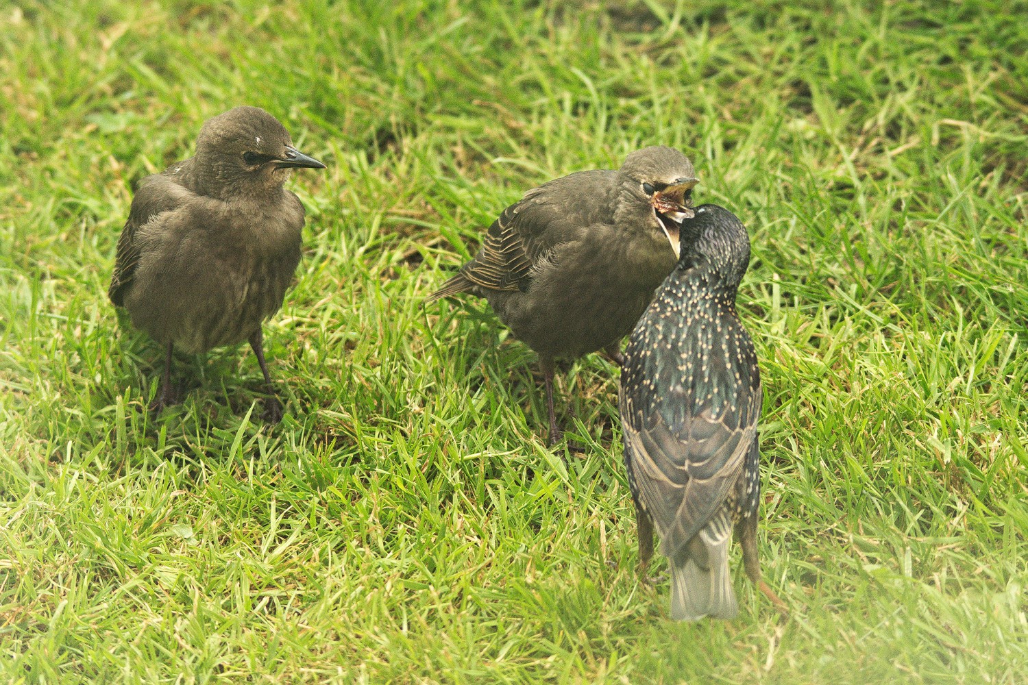 livebirdspoland_47c605f5fdc2341aa5dc821753e7a26e.jpg