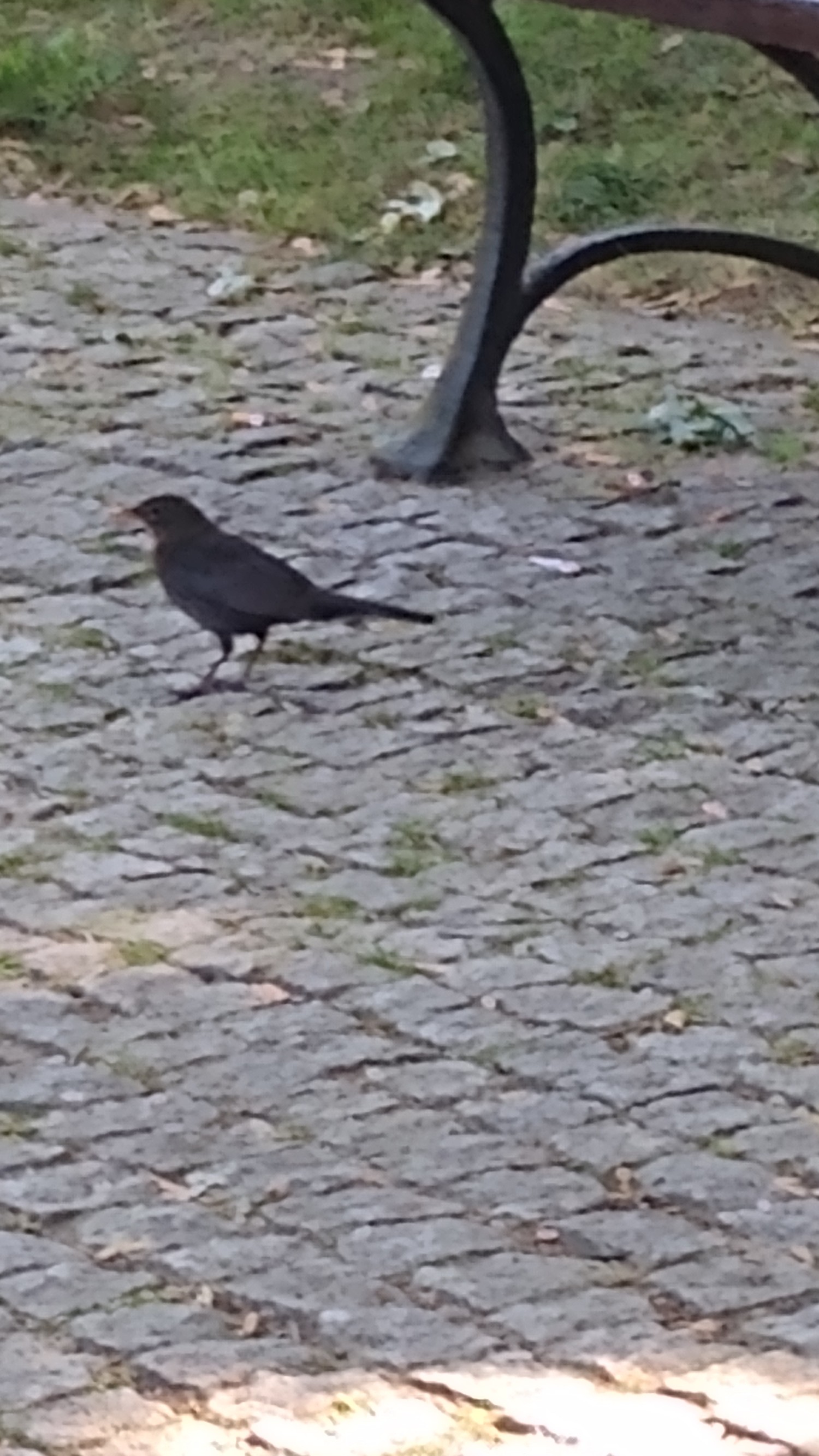 livebirdspoland_3c73676f466f14ce40c7427417320dce.jpg