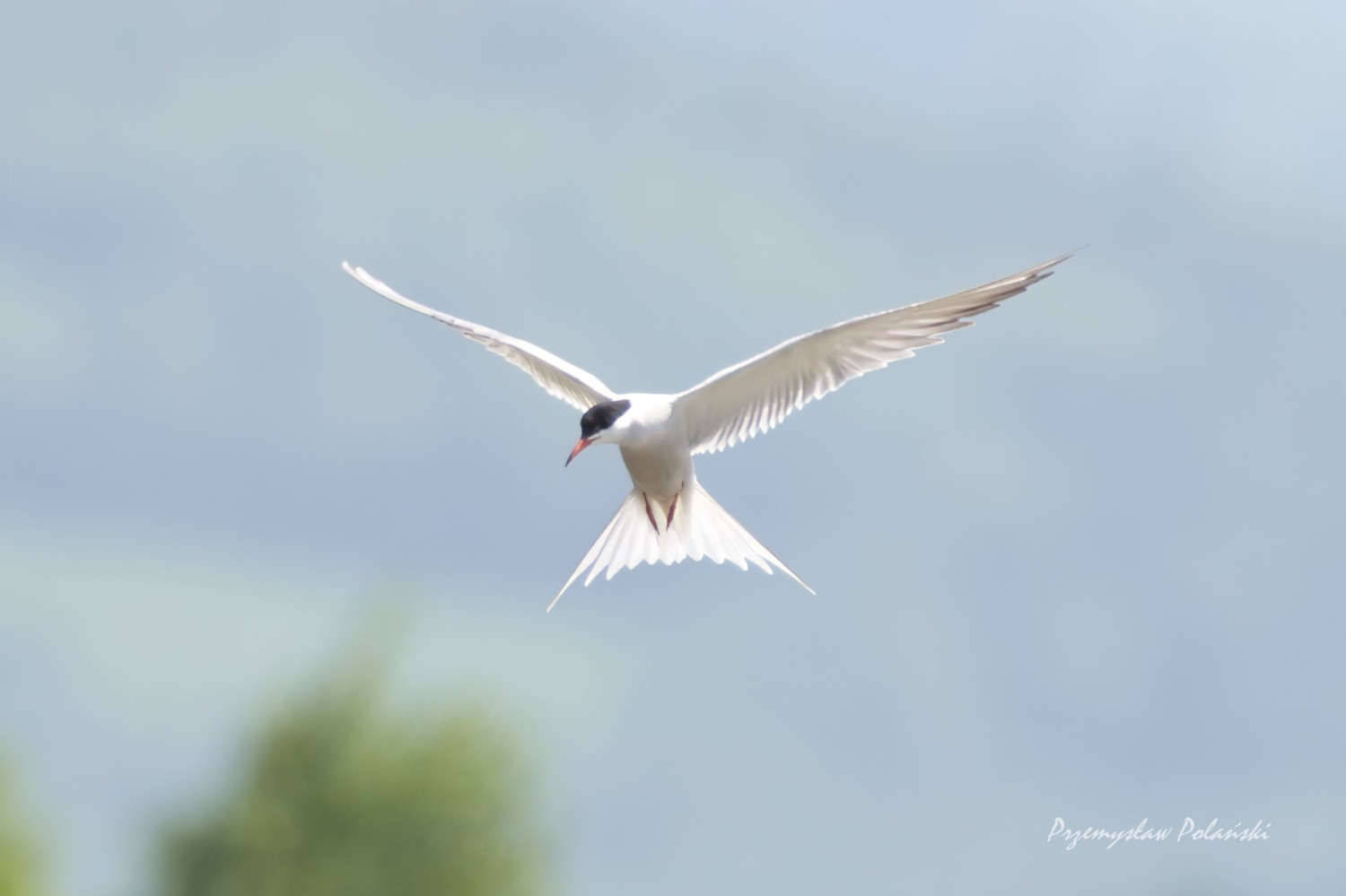 livebirdspoland_f0b1f007f84398bdea096ee2b9258d1c.jpg