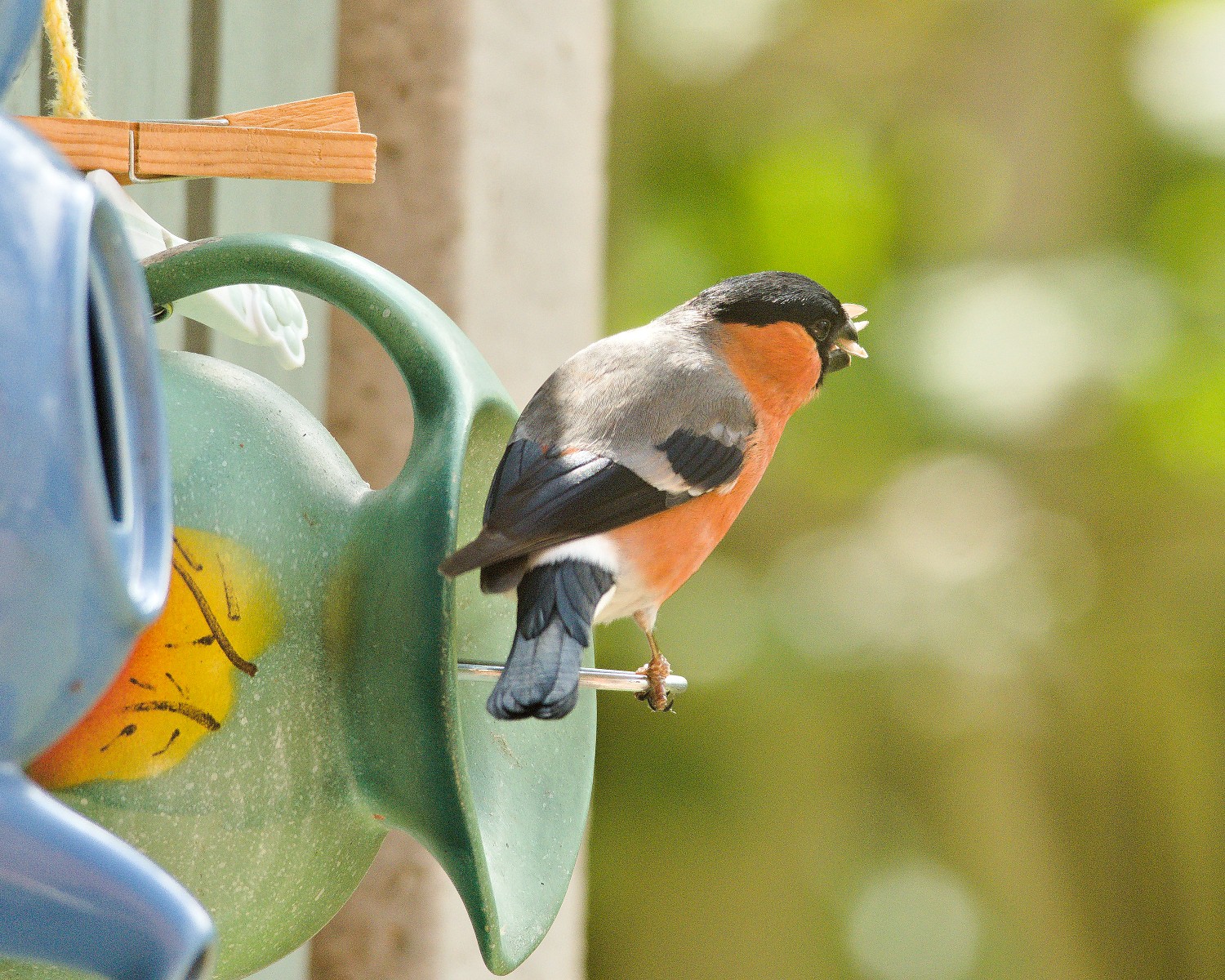 livebirdspoland_5f4cc47c9a2dad5c25b2956410933f64.jpg