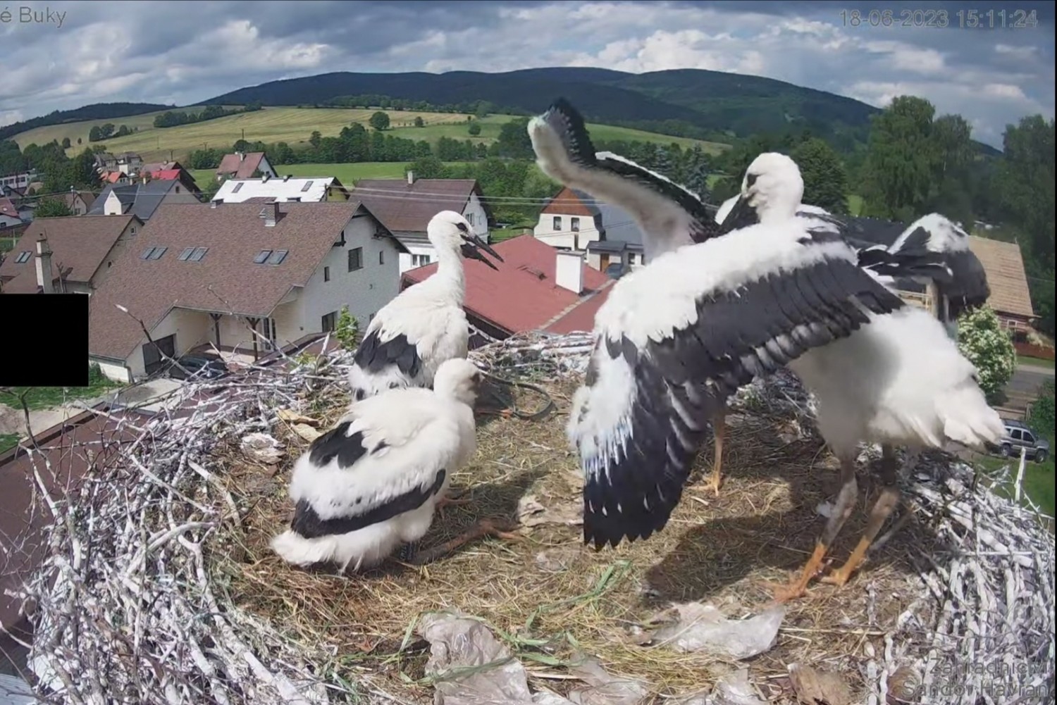 livebirdspoland_d58894c07d68425907476b5cb5f58509.jpg