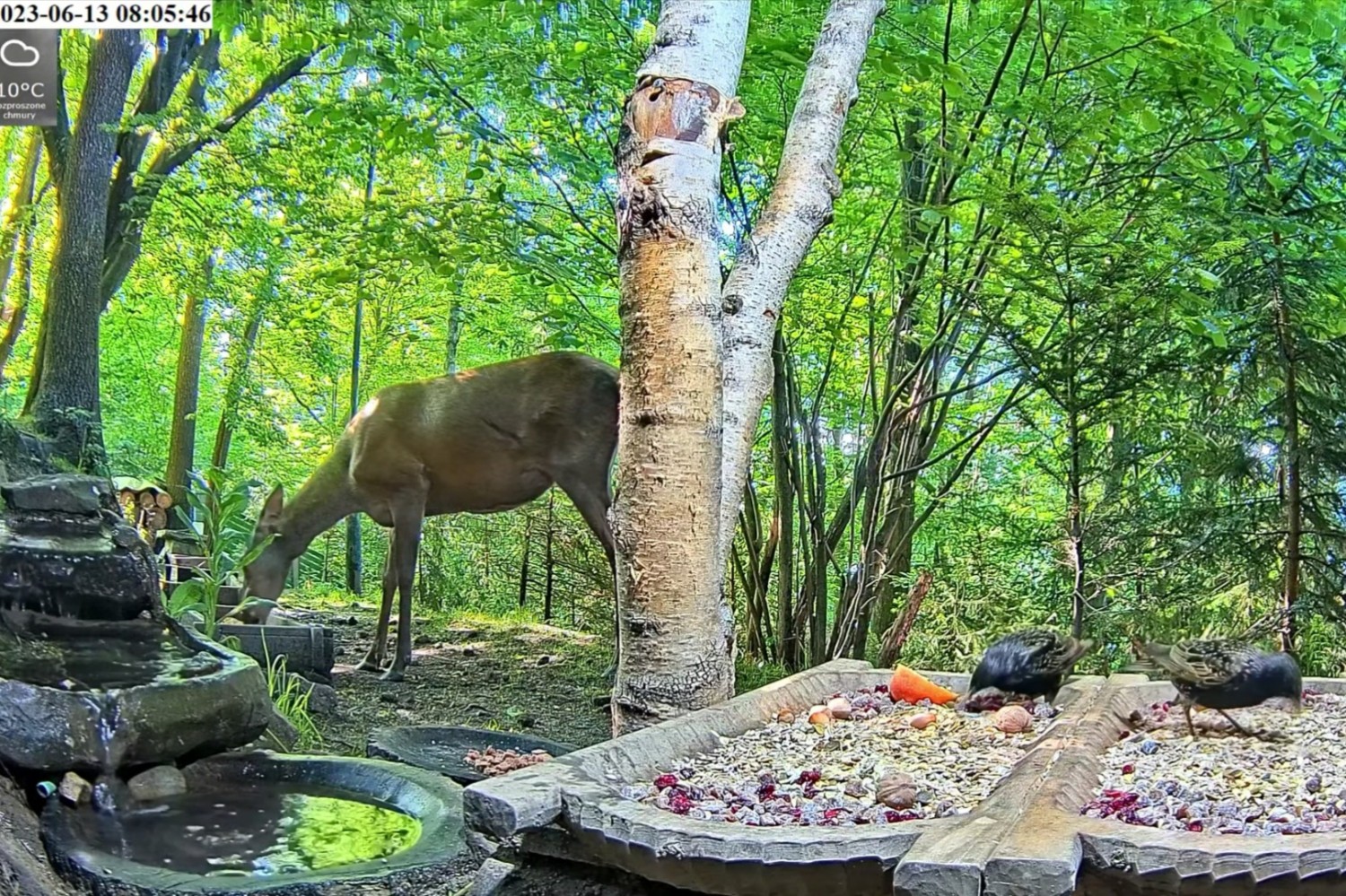 livebirdspoland_476145f071f1e08468fd4dcea258f074.jpg