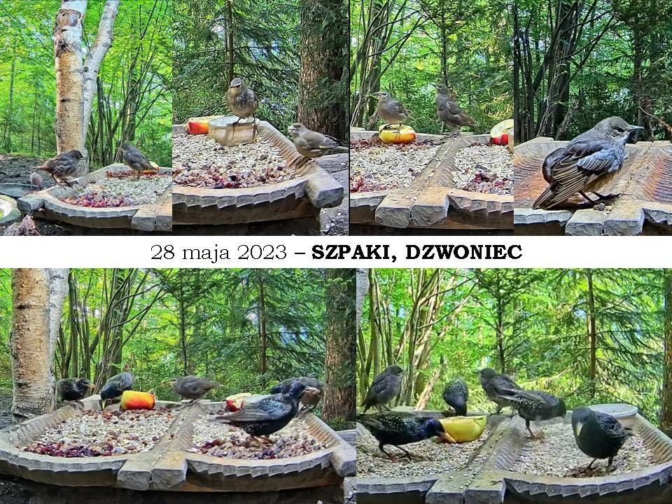 livebirdspoland_8ce85beb7cc21daaadf00318adf63309.jpg