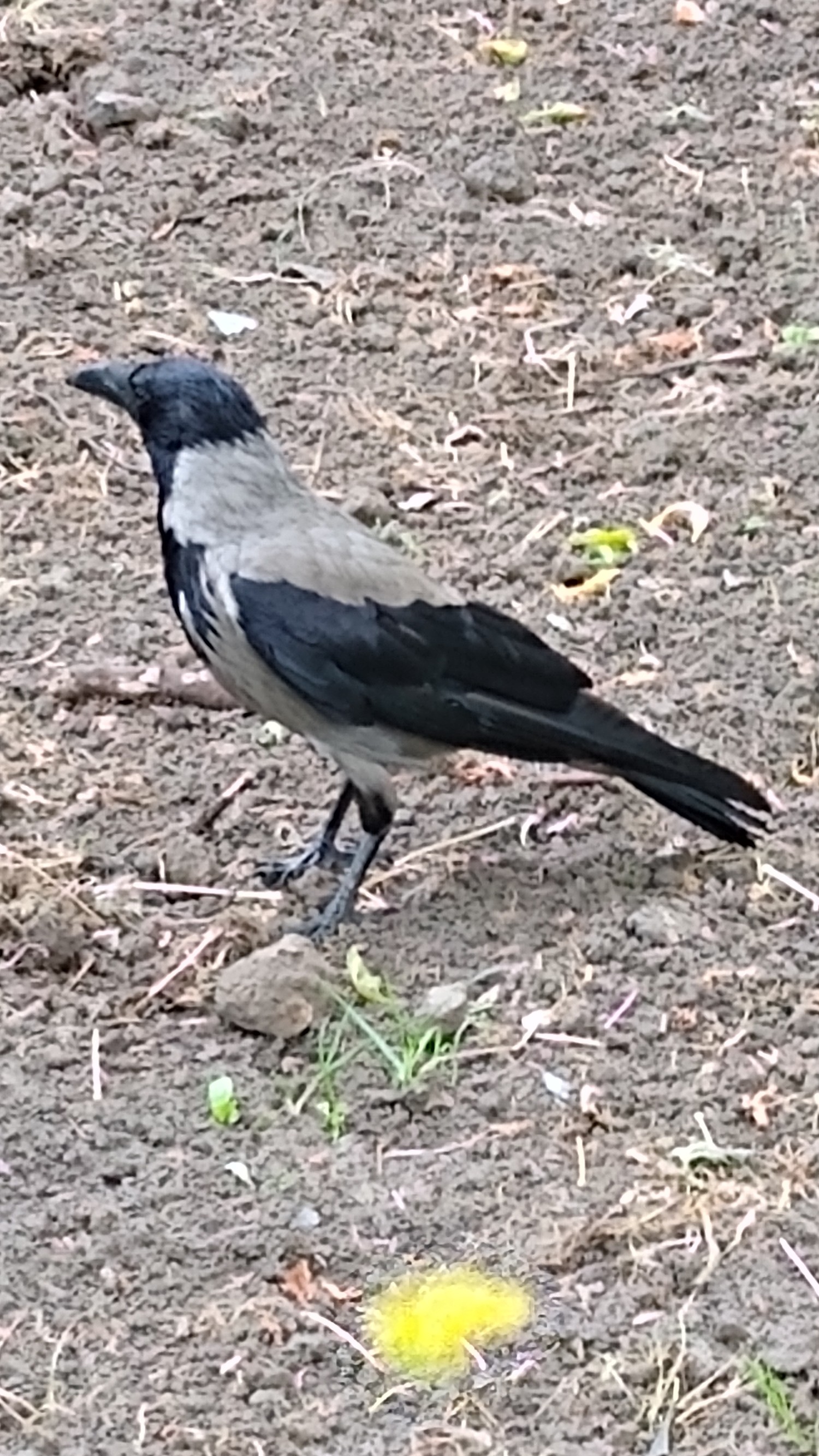 livebirdspoland_64064b6b0d70d6bb174ccf00975c2486.jpg