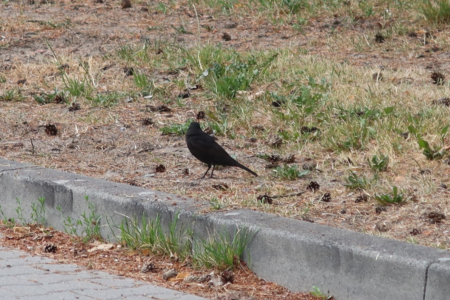 livebirdspoland_140a88ef2e4222747dc1a3444a1a6266.jpg