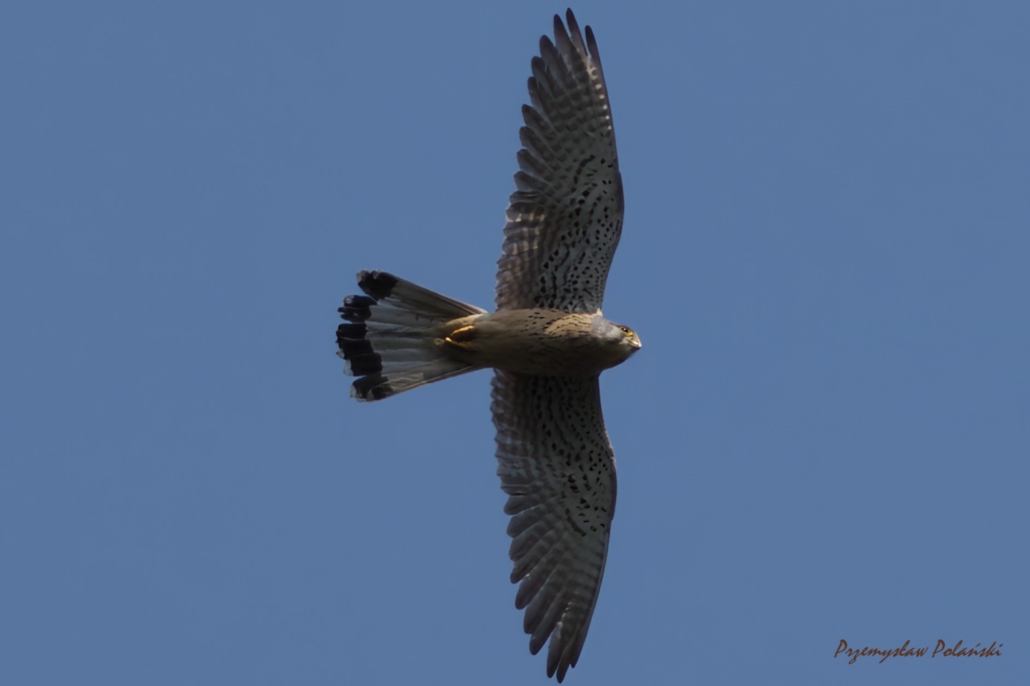 livebirdspoland_b0108bec1afc2f4f4cb942d690b93d43.jpg