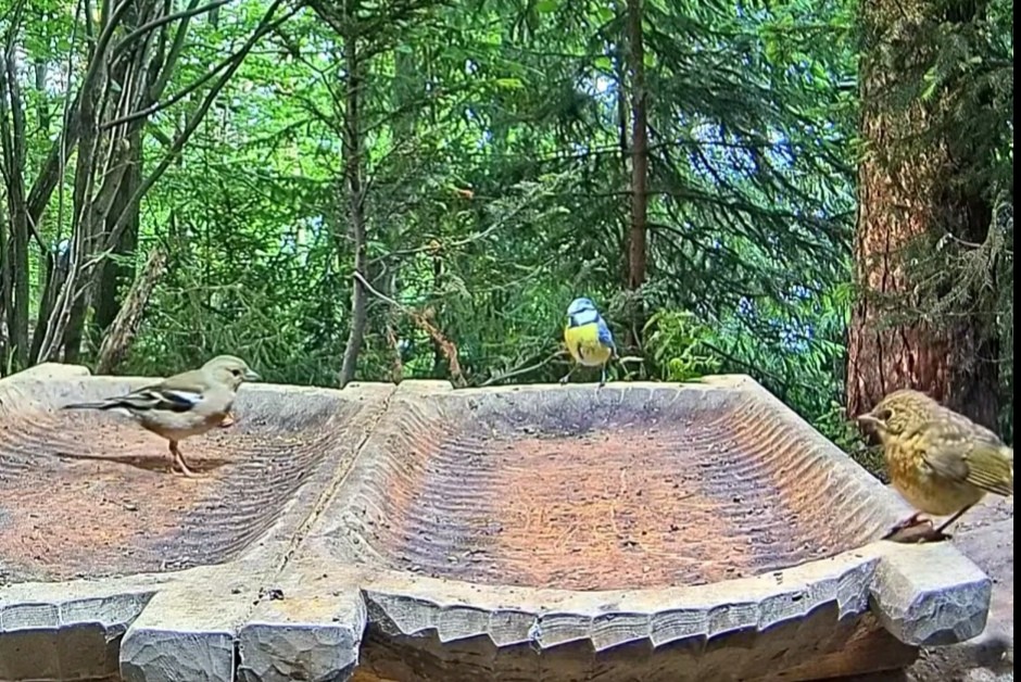 livebirdspoland_75db8a21d735b0ffde3b647e7b34a771.jpg