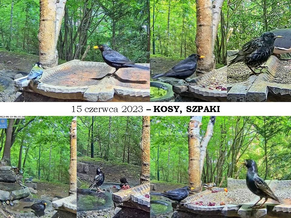livebirdspoland_777b41bfe2ec8652f0999e7bcfd8fa90.jpg