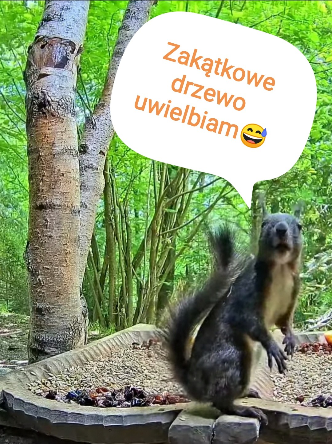 livebirdspoland_d49d5b5e80e8f77069cd64c92e97d96b.jpg