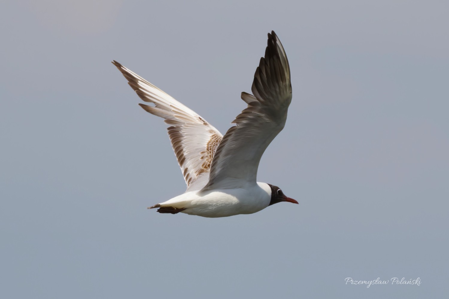 livebirdspoland_59fe90386595df0469ee467c8cddb4b0.jpg
