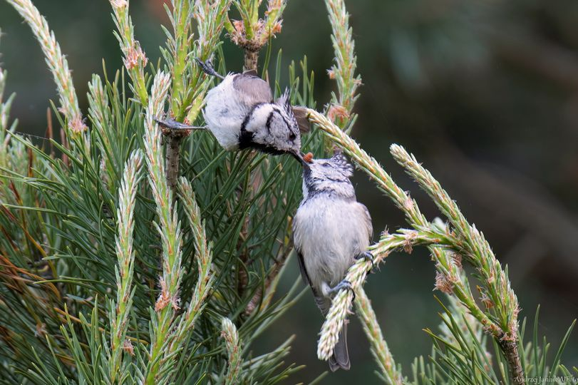 livebirdspoland_5349a794cf42ba7e78e1918639683d83.png