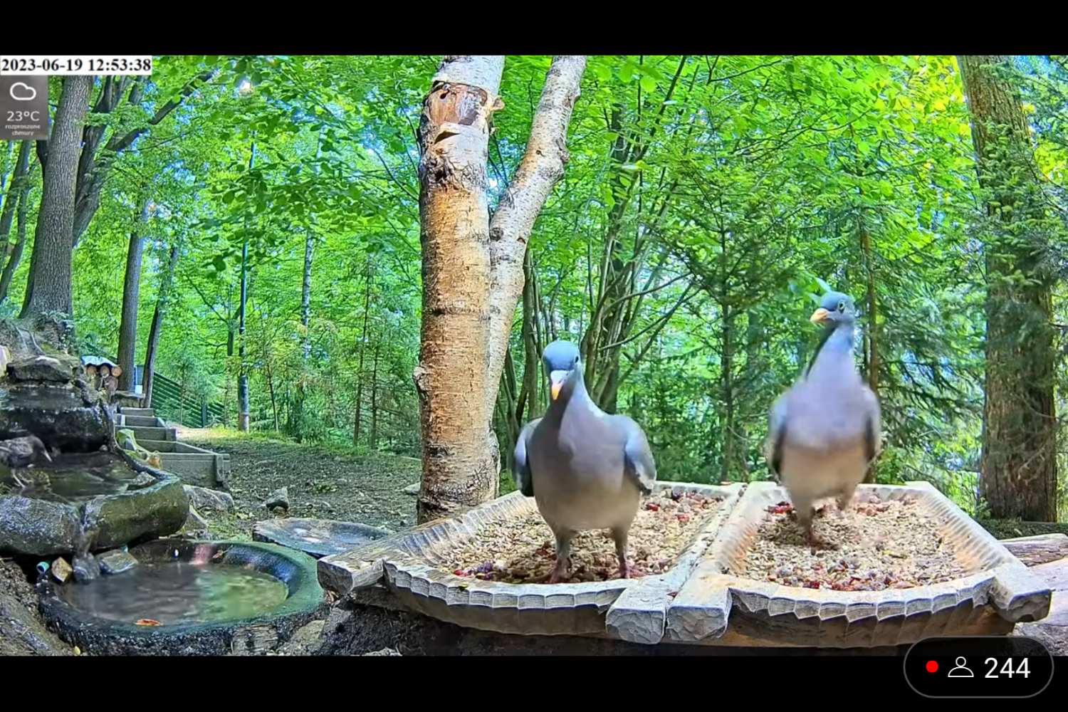 livebirdspoland_1b38c22dd3a31a69327cf65f9e6ce15c.png